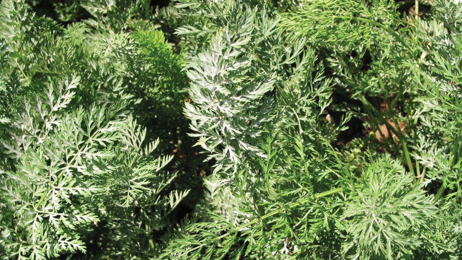 Karottenlaub mit weißlichem Belag durch Echten Mehltau (Erysiphe umbelliferarum)