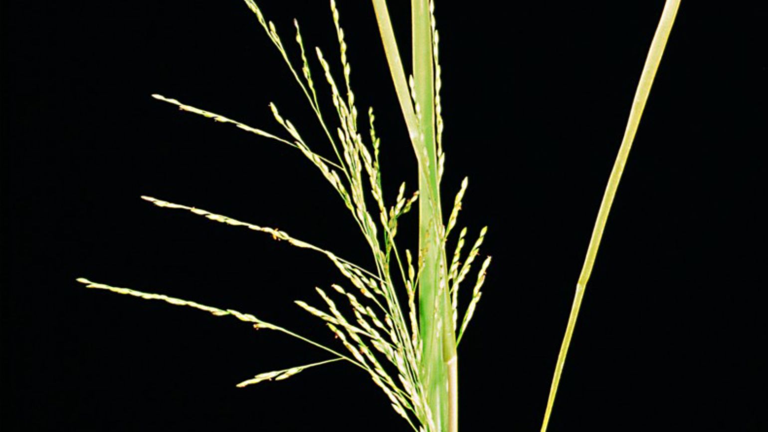Gabelblütige Hirse