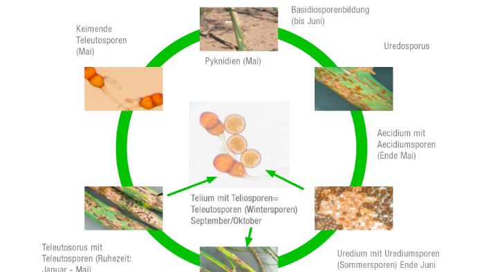 Lebenzyklus Spargelrost