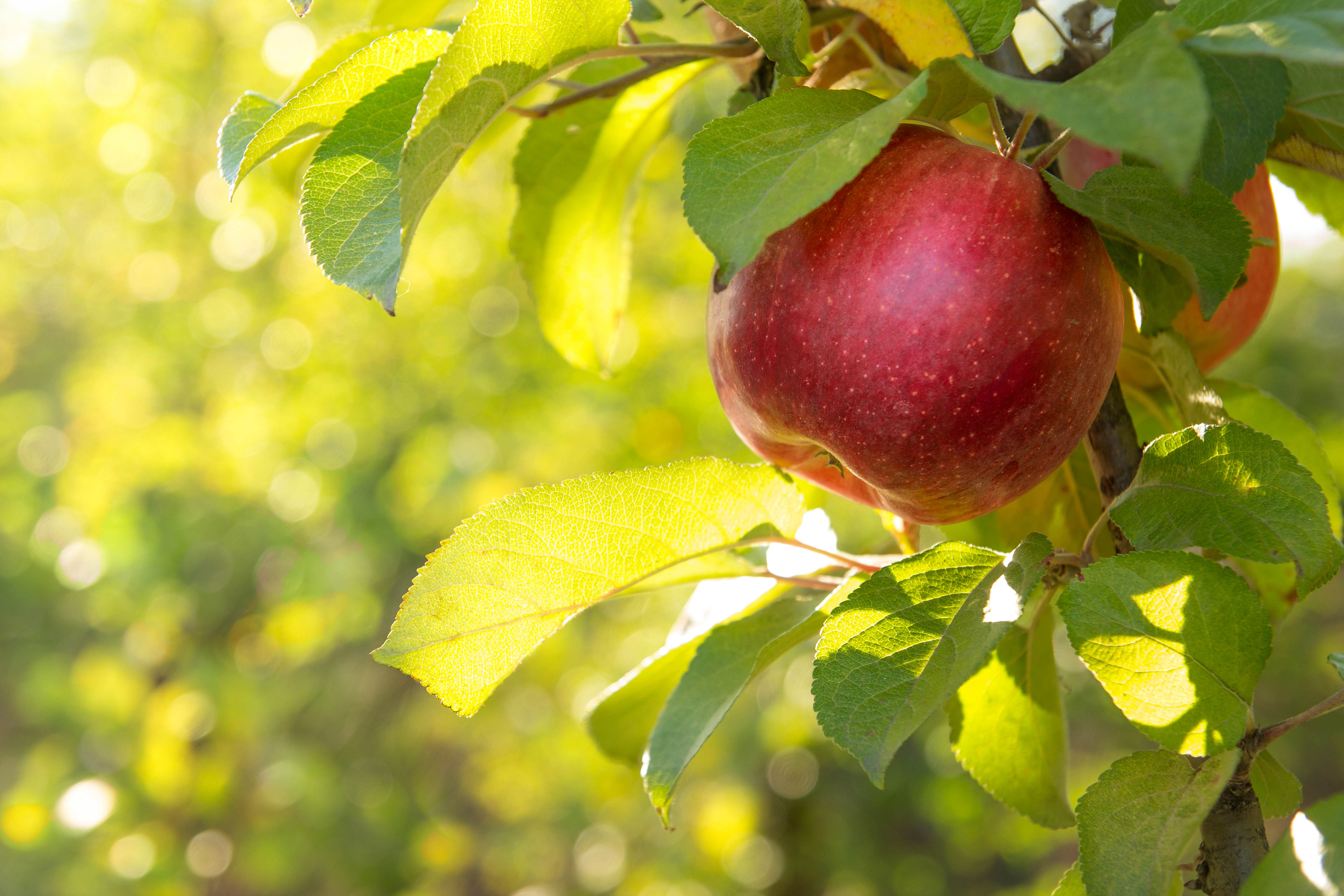 Obstbaum
